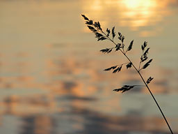 fotokonst gräs solnedgång